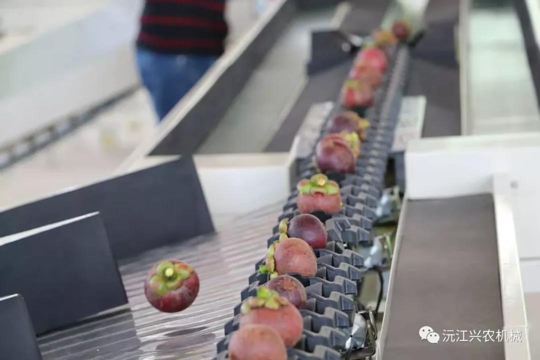 沅江興農機械制造有限公司,沅江水果分選機,沅江水果清洗機,沅江水果打蠟機哪里好,沅江興農機 沅江興農機械制造有限公司,沅江水果分選機,沅江水果清洗機,沅江水果打蠟機哪里好,沅江興農機